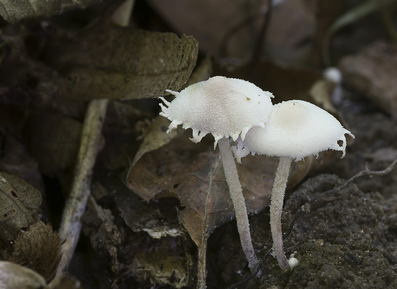 Cystolepiota seminuda